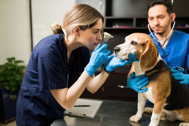Diagnosis of the disease must be made by a veterinarian. 