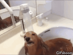 dog taking a bath dog taking a bath