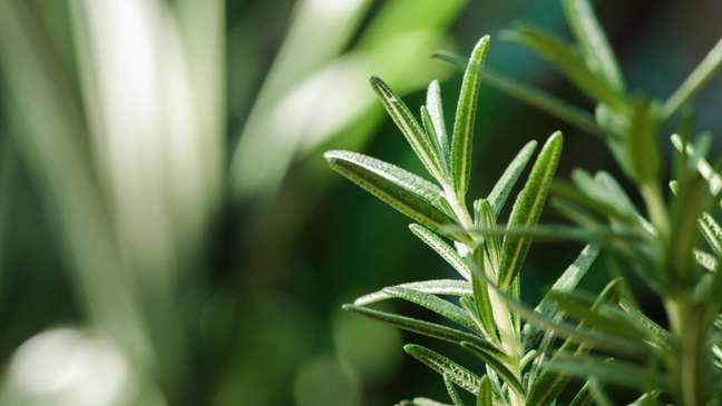 Rosemary: aromatic herb brings health benefits
