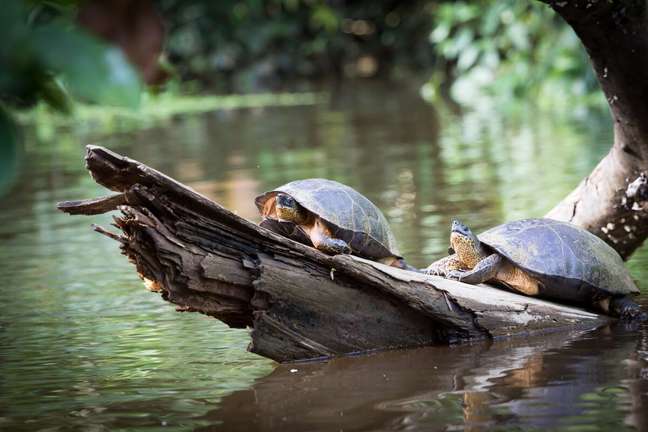 Tortuguero National Park is ideal for spotting sea turtles Tortuguero National Park is ideal for spotting sea turtles
