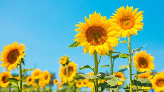 Sympathies: Attract prosperity and wealth into your life with sunflower