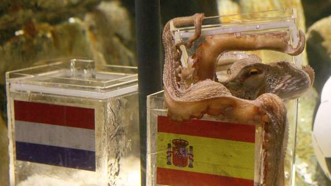 Paul the octopus became an 'oracle' during the 2010 World Cup