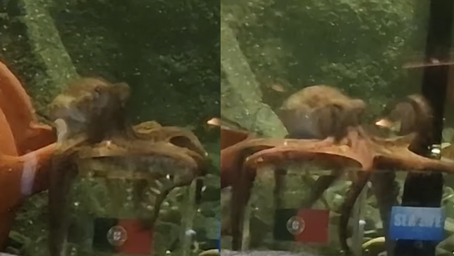 The new “seer” octopus predicts the outcome of the World Cup match