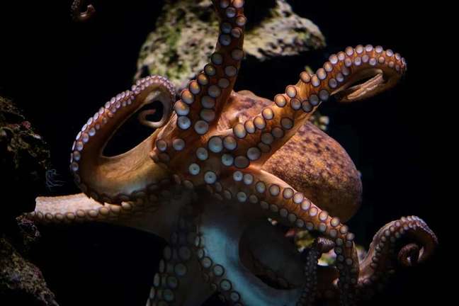 Octopuses, squid, and cephalopods in general are highly intelligent—we're slowly figuring out how their brains work (Image: DegrooteStock/Envato)