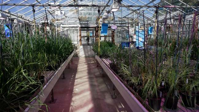 Wheat from the John Innes Centre: Wheat from the John Innes Centre: