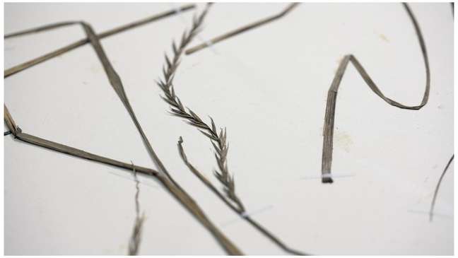 Scientists are looking for centuries-old wheat species resistant to global warming