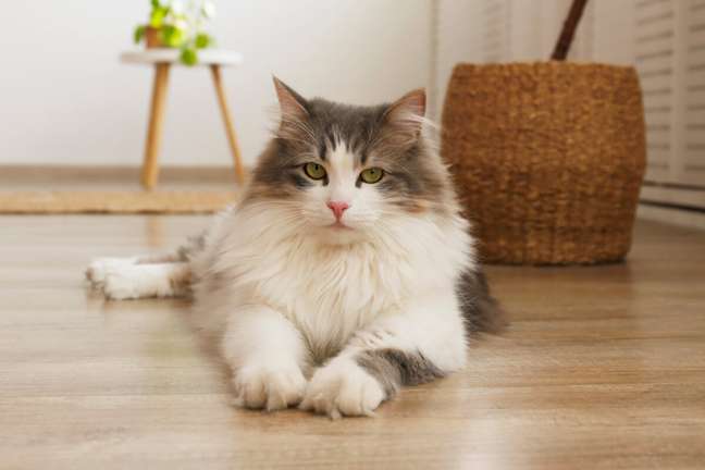 Find out how to protect your cat from kidney disease