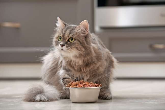 Cat food care is important to avoid kidney disease 