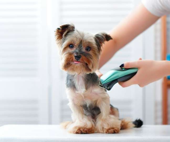 With These Tips, Your Dog Will Be Able To Lose His Fear Of The Pet Store - With These Tips, Your Dog Will Be Able To Lose His Fear Of The Pet Store -