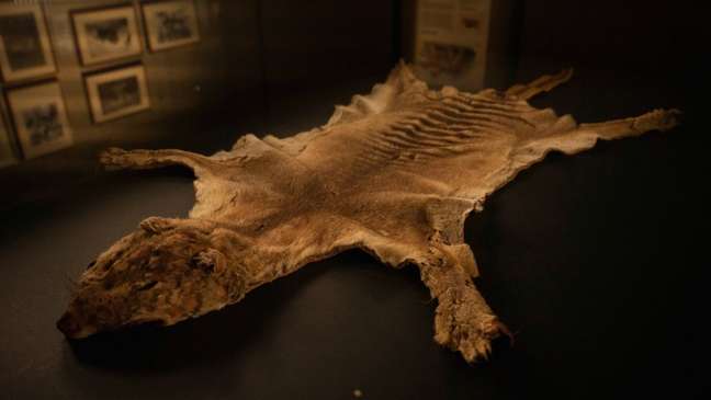 Skin of the last known Tasmanian tiger