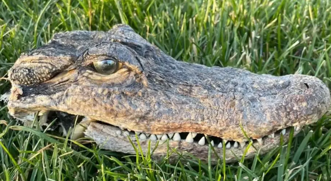 Alligator head found in backyard