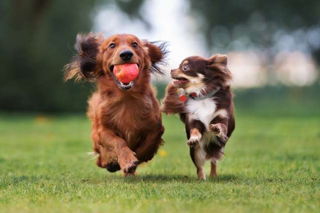 Playing with other dogs helps make the dog social. 