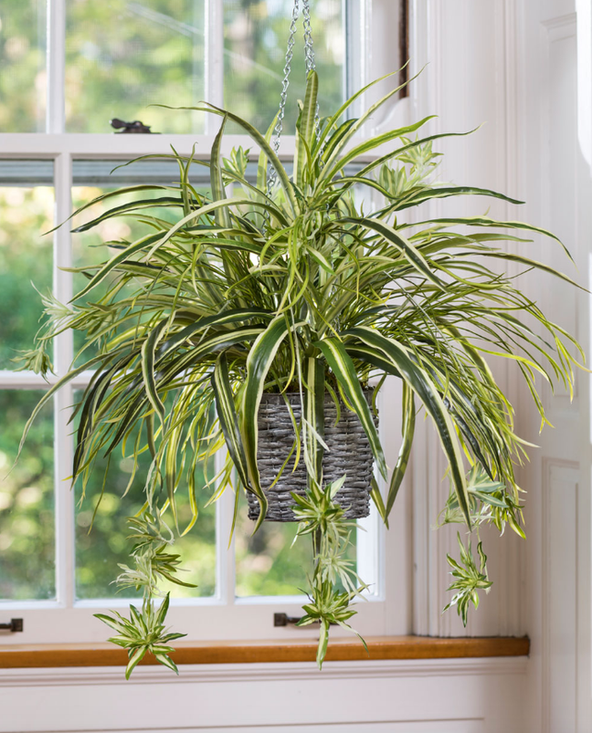 plant; hanging plant; bind plant; hanging plant; bind