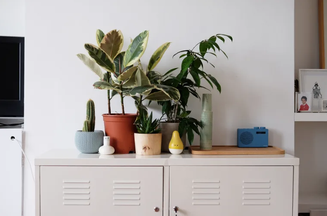 9 plants you can only water once a month