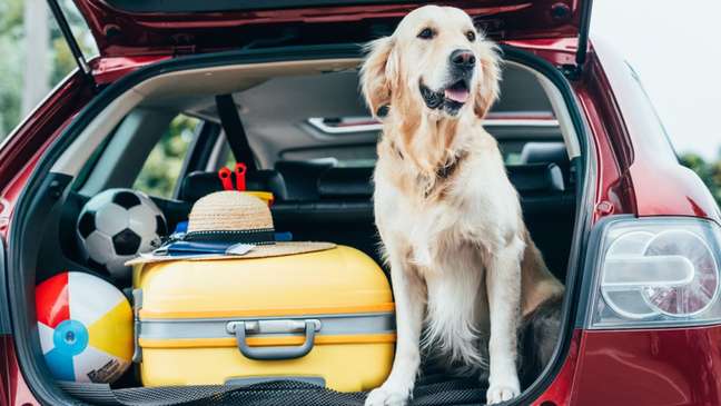 Bags ready!  Important precautions for traveling with pets safely