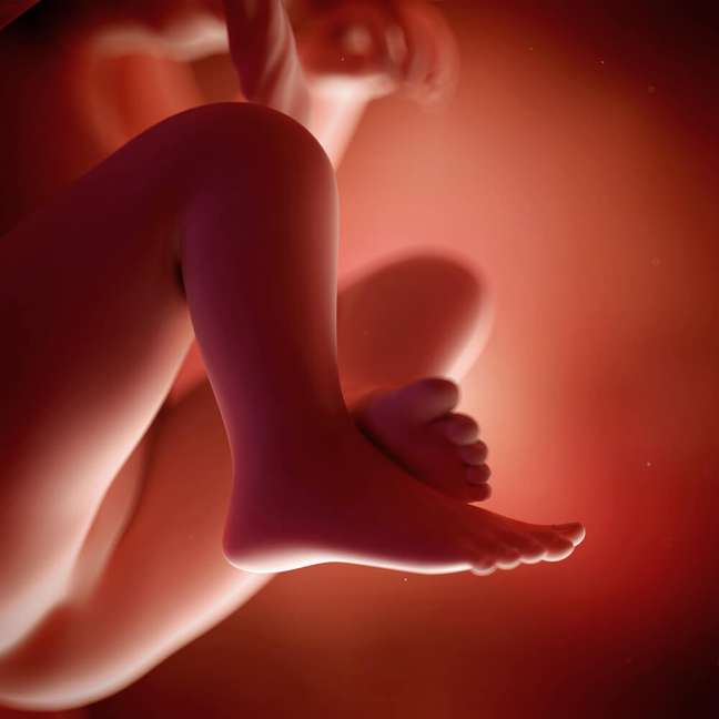 19 weeks of pregnancy: the development of the baby