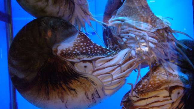 Which animal species has been alive the longest on Earth?