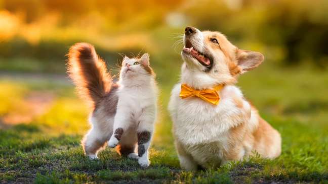 Summer: 4 essential care for pets in the hottest season of the year