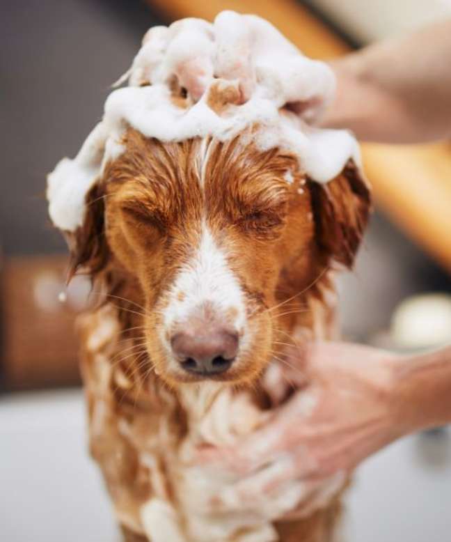 Be careful about bathing and grooming your pets in the summer - Be careful about bathing and grooming your pets in the summer -