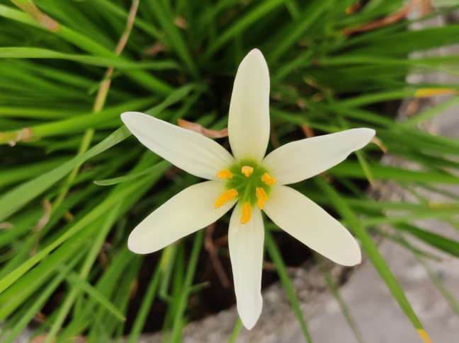 grass lily grass lily