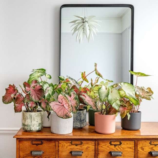 Patch Plants/Instagram / Casa.com