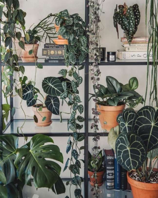 @planterogplaneter/Instagram / Casa.com