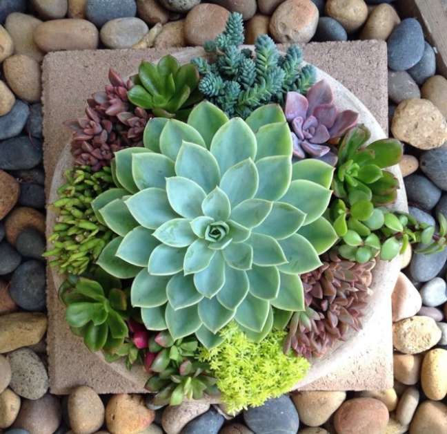 Succulents Succulents