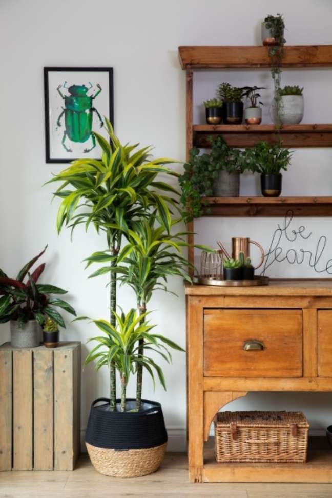 dracaena dracaena