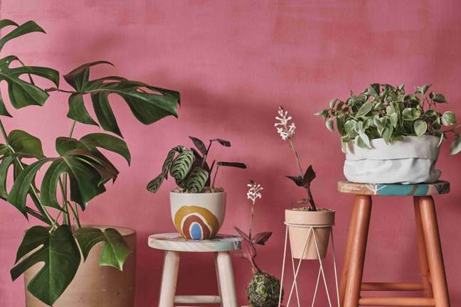 Atelier Colore seedlings: leaves and flowers in special pots Atelier Colore seedlings: leaves and flowers in special pots