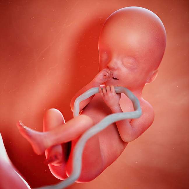 20 weeks of pregnancy: baby development