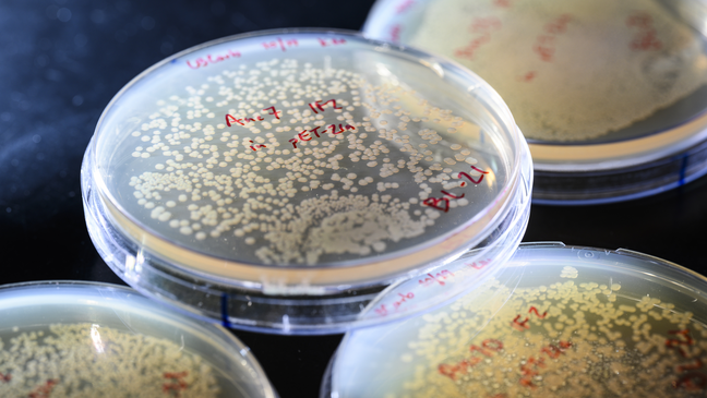 Scientists create male and female cells with genes from the same person