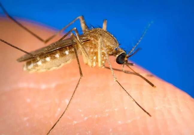 Culex quinquefasciatus, the common mosquito: only one color and smaller than the dengue mosquito (Image: James Gathany, USCDCP/Public Domain)