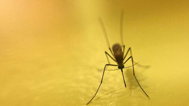 Do you know the difference between the mosquito and the dengue mosquito?