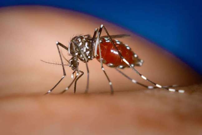 Aedes aegypti, the dengue mosquito, has white stripes on a black body and is quieter, preferentially attacking during the day (Image: CDC/James Gathany)