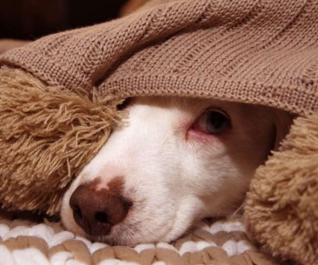 Fireworks: Find out how to keep dogs safe in the new year