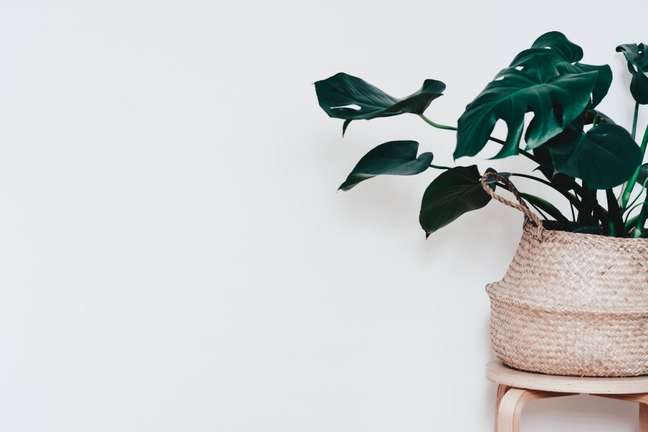 Adam's rib; plant; foliage; Adam's rib; plant; foliage;