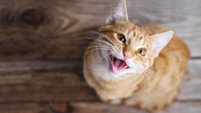 Intuition or impatience – know what it means to dream of a cat