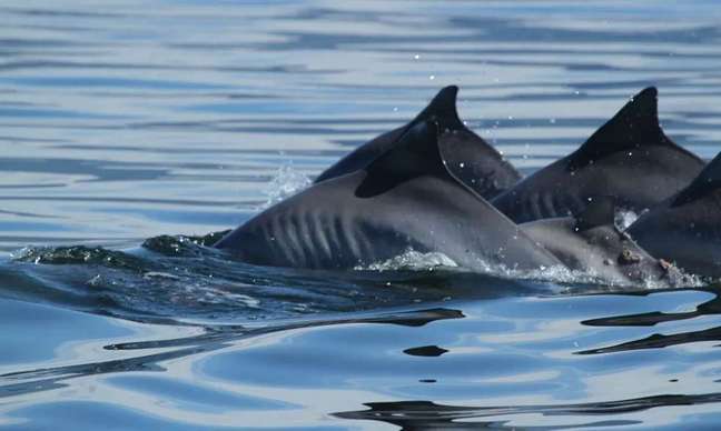 The appearance of 500 river dolphins on Rio’s beaches intrigues researchers