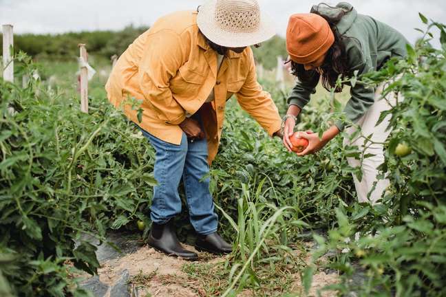 Where does food come from and how is it produced? Where does food come from and how is it produced?