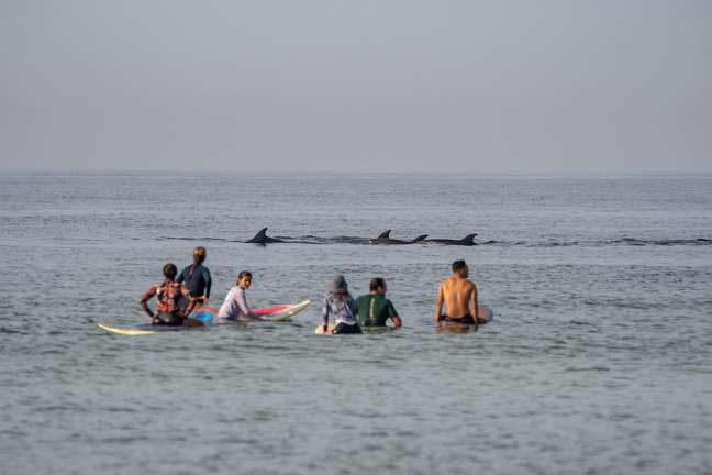 Dolphins were seen on Barra beach this Saturday morning