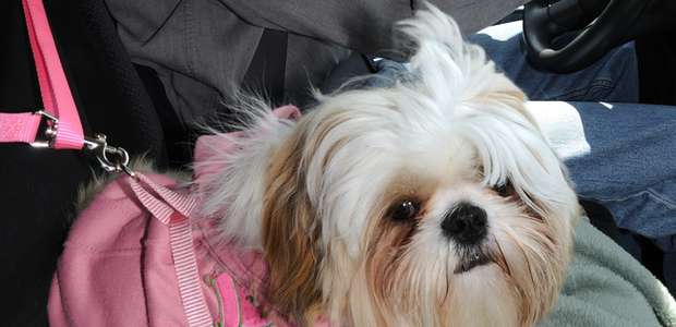 Cintos para cachorro trazem segurança, além de evitar multas