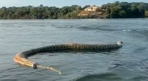 Cobra gigante é vista em passeio de barco: 'Para quem gosta de lago'; veja
