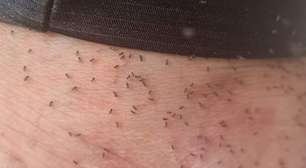 Mosquitos provocam 'caos' e cidade de SC decreta estado de emergência