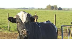 Brasil perde mais de R$ 4 bilhões ao ano com carrapatos