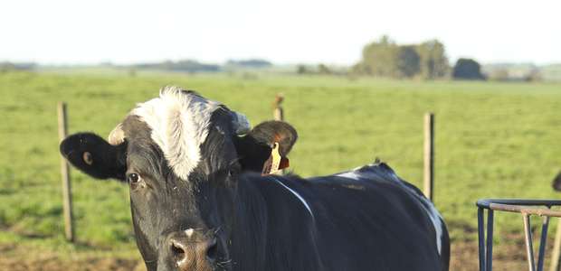 Brasil perde mais de R$ 4 bilhões ao ano com carrapatos