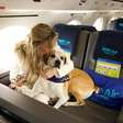 Viagem sem caixa com o tutor e 'tratamento VIP': aérea oferece voos para cães