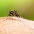 Surto de dengue é o pior da década no DF e em cinco estados