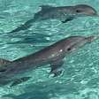 Cinco golfinhos são encontrados abandonados em resort de luxo