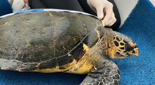 Tartaruga rara e ameaçada de extinção é vista pela primeira vez em sete anos no RJ