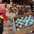 Mais caro que carnes nobres: galinhas exóticas põem ovos que custam R$ 300